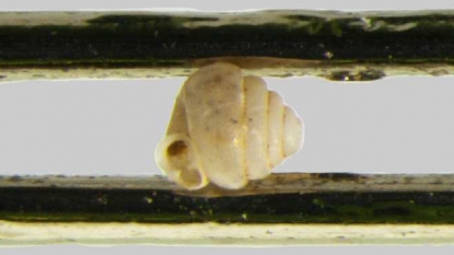 The Tiniest Snails in the World Discovered in China Break Records