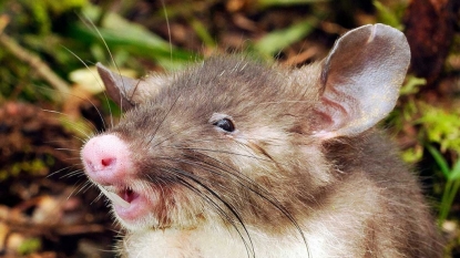 New species of rat with ‘curiously long pubic hairs’ discovered: Hog-nosed