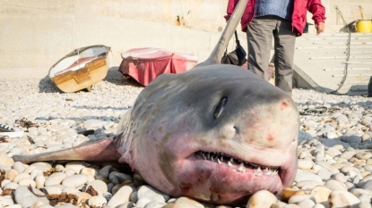 Fisherman accidentally nets huge shark off Dorset coast