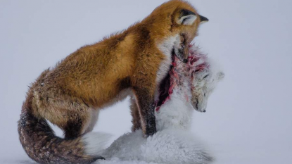 Wildlife Photographer of the Year 2015 winners ‘Canadian Physician’