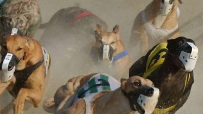 These sickening numbers may spell the end for greyhound racing in Australia