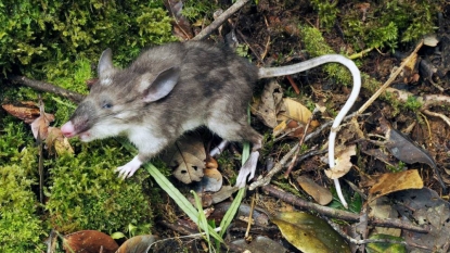 Newly-discovered Indonesia rat ‘like no other’