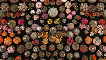 Third of Cacti Face Extinction