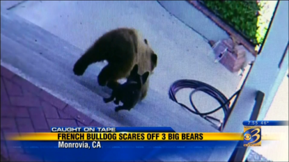 Tiny French bulldog manages to chase two bears out of her garden