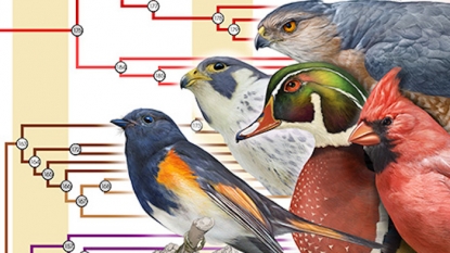 Tree of life of birds reveals how all modern birds evolved