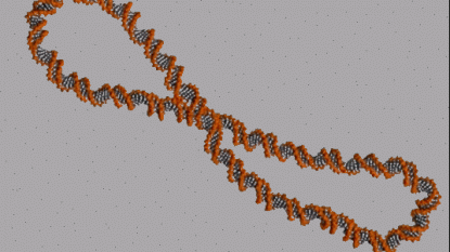 Supercoiled DNA Strands Wiggle And Morph Into Different Shapes