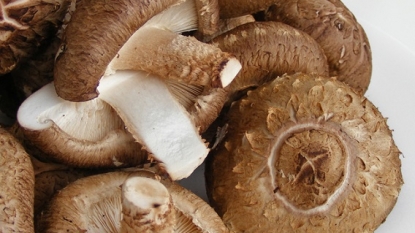 Researchers make mushroom inside battery