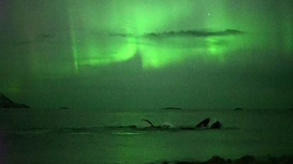 Video Shows Stunning Footage of Humpback Whales Hunting Under Northern Lights