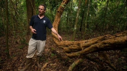 Vines May Strangle Carbon Storage in Tropical Forests by Inhibiting Tree Growth