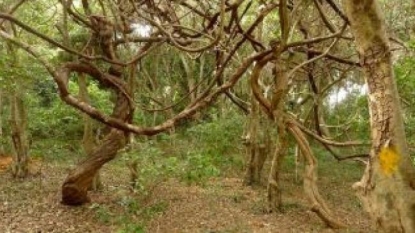 Vines strangle tropical trees’ carbon storage abilities