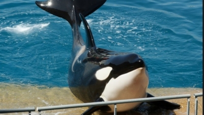 What the Coastal Commission’s ban on orca breeding means for SeaWorld