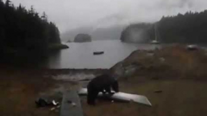 Woman Thanks Bear For Not Eating Kayak, Bear Promptly Eats Kayak