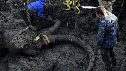 Woolly mammoth remains discovered in Michigan farm