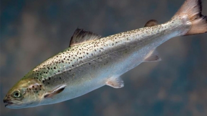 FDA Approves Genetically Modified Salmon