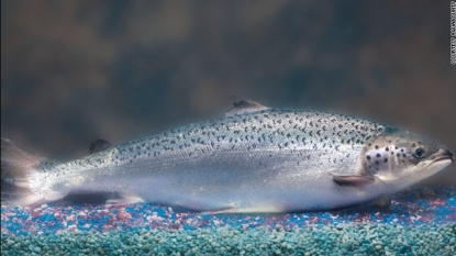 FDA OKs genetically modified salmon for human consumption