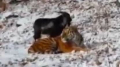 Tiger Befriends Goat That Was Intended To Be Dinner