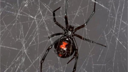 Black Widow Spider Webs Capture the Genetics of Spiders and Their Prey