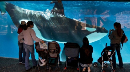 California lawmaker plans law to end killer whale captivity