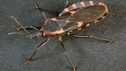 Kissing Bug, Insect That Carries Parasite, Reported in Florida