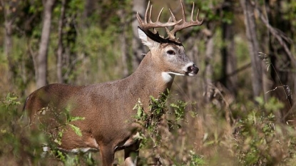 Hunters Take More Deer During Opening Weekend of Fall Season this Year