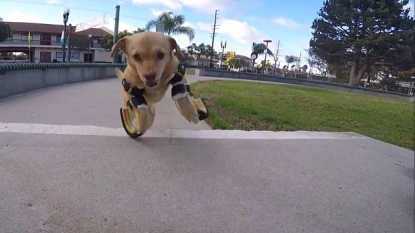 Dog walks with new prosthetic legs