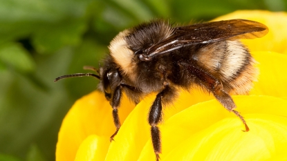 Do pesticides harm bees? Here’s how the evidence keeps piling up