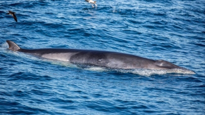 Entangled whale partially freed off California coast