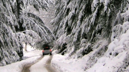 Permits On Sale To Cut Christmas Trees At Lake Tahoe