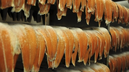 FDA approves genetically engineered salmon