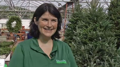 Fewer Christmas Trees This Year, But Enough To Meet Demand