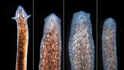 Flatworms Used To Grow Heads, Brains Of Other Species