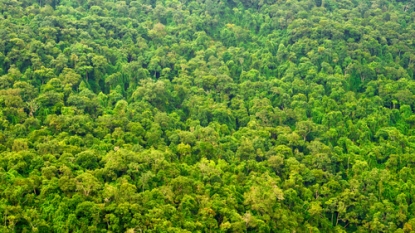 Half of Amazonian tree species threatened