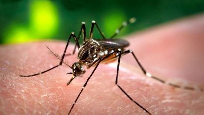 Hawaii Department of Health Confirms 10 Cases of Dengue Fever