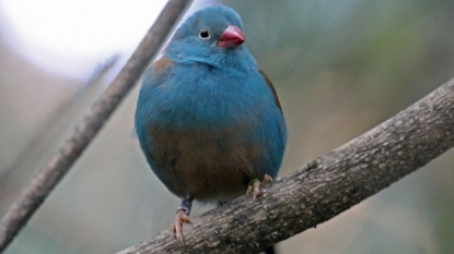 Songbirds Tap Dance To Attract Potential Mates