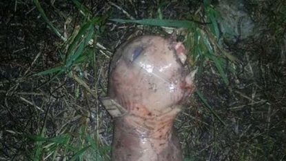 Creepy looking ‘alien-like’ creature sparks internet frenzy