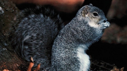 Interior Department: Delmarva Peninsula Fox Squirrel No Longer at Risk of