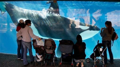 Is SeaWorld’s Announcement to End the Shamu Show in San Diego Enough?