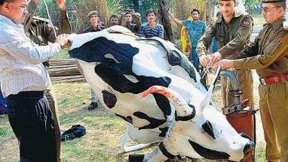 Jaipur art summit’s floating cow brought down by police