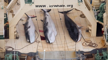 Japan whaling fleet set to leave for the Antarctic