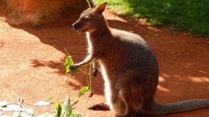 Kangaroo Farts Produce Methane, Scientists Say