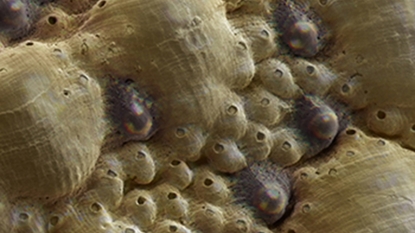 Meet the mollusk with eyes in its shell