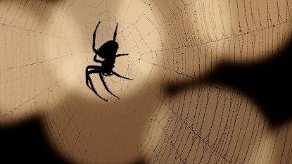 Millions of spiders overtake U.S. street with 600m-long web