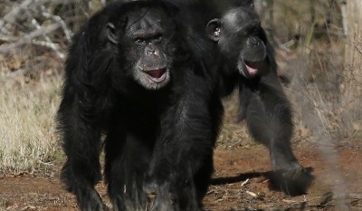 No More Research Chimpanzees, Says NIH