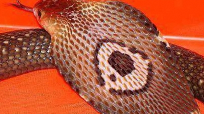 Officials search for missing pet cobra in Florida