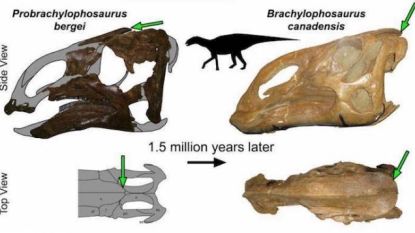 MSU professor finds new duckbilled dinosaur species