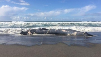 Volunteers Work to Preserve Blue Whale Skeleton