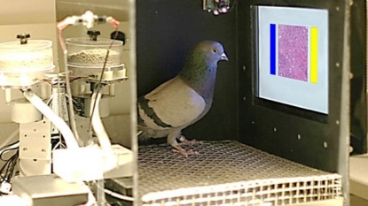 Pigeons ‘as good as humans’ at spotting cancer signs