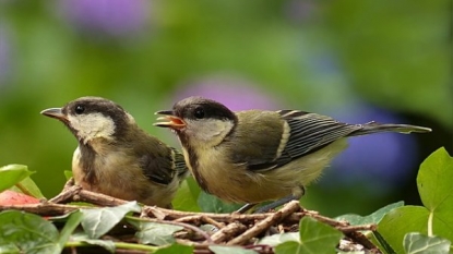 Birds Choose Love Over Food, Study Finds