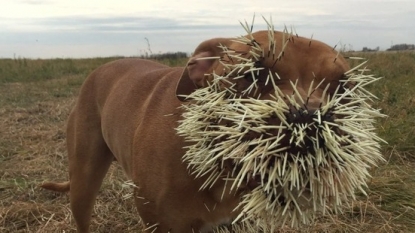 Porcupine attacks three dogs in Saskatchewan