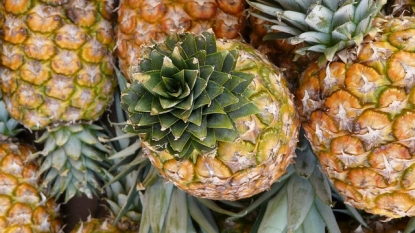 Scientists Reveal Pineapple Genetic Secrets to Create Drought Resistant Crops